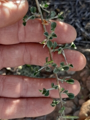 Indigofera obcordata