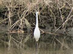 Ardea alba