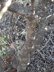 Indigofera obcordata