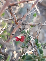 Indigofera obcordata