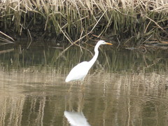 Ardea alba
