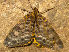 Arichanna melanaria