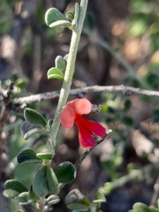 Indigofera obcordata