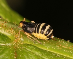 Ditropis pteridis