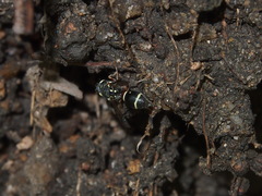 Paraleptomenes miniatus