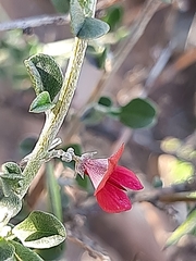 Indigofera obcordata
