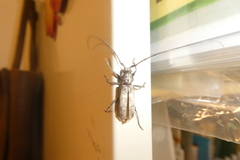 Stromatium longicorne