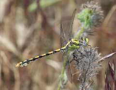 Ophiogomphus occidentis