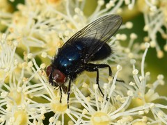 Protocalliphora azurea