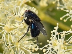 Protocalliphora azurea