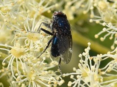 Protocalliphora azurea