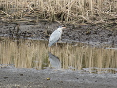 Ardea cinerea