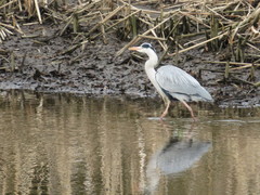 Ardea cinerea