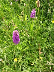 Dactylorhiza praetermissa