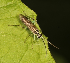 Pachyprotasis antennata