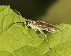 Pachyprotasis antennata