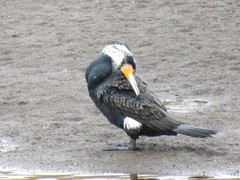 Phalacrocorax carbo