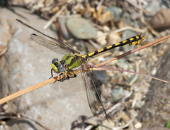 Ophiogomphus occidentis