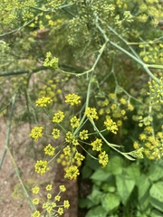 Foeniculum
