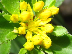 Phedimus kamtschaticus