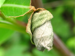 Leptapoderus rubidus
