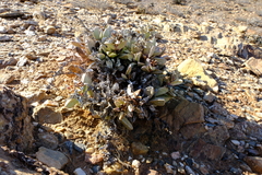 Hartmanthus pergamentaceus