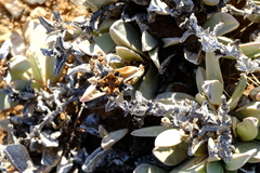 Hartmanthus pergamentaceus