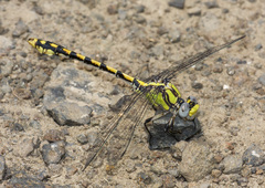 Ophiogomphus occidentis
