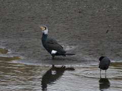 Phalacrocorax carbo