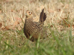 Green Pheasant photo 2