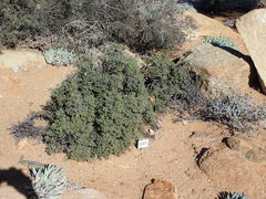 Pelargonium xerophyton