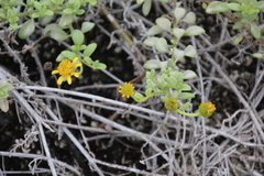 Lipochaeta integrifolia