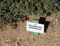 Pelargonium xerophyton