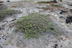 Lipochaeta integrifolia