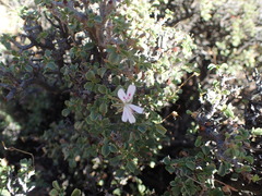 Pelargonium xerophyton