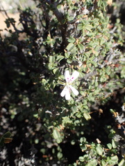 Pelargonium xerophyton
