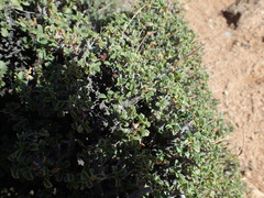 Pelargonium xerophyton