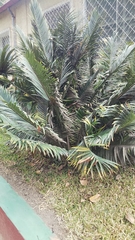 Encephalartos lebomboensis