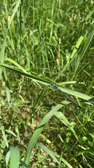Coenagrion puella