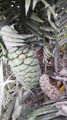 Encephalartos lebomboensis