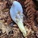 Blue Pouch Fungus - Photo (c) Noah, some rights reserved (CC BY-NC), uploaded by Noah