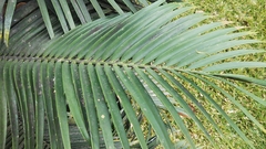 Encephalartos lebomboensis
