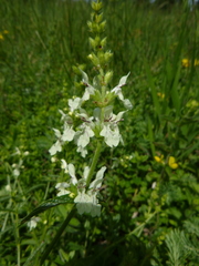 Stachys recta recta