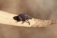 Oxyops fasciatus