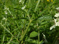 Stachys recta recta
