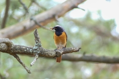 Phoenicurus phoenicurus