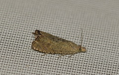 Dichrorampha plumbagana