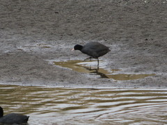 Fulica atra