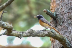 Phoenicurus phoenicurus