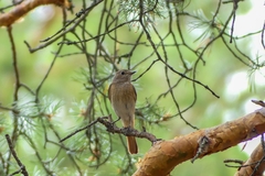 Phoenicurus phoenicurus